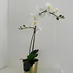 Charmante Und Moderne Altbauwohnung 아파트 하노버