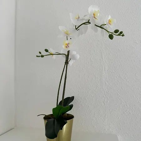 Charmante Und Moderne Altbauwohnung Apartment Hannover